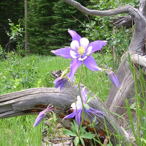 Susan Crouch Photo 1