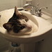 James Sink Photo 15