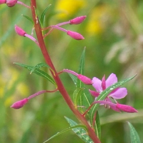 Maryann Anderson Photo 17