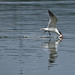 Carol Horton Photo 7