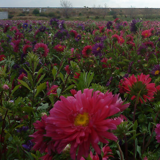 Yanet Martinez Photo 11