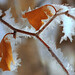 Cindy Frost Photo 35