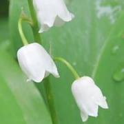 Julie Franco Photo 16