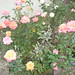 Rose Pruitt Photo 18