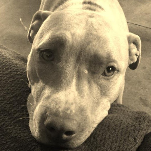 Sherry Mcdaniel Photo 24