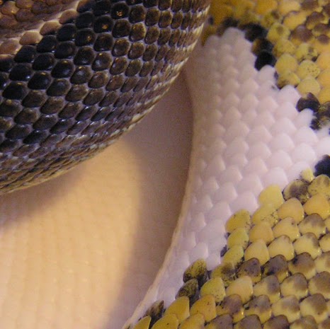 Alicia Bateman Photo 5