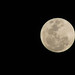 Cynthia Dare Photo 9