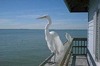 Cindy Roper Photo 17