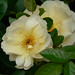 Jane Rose Photo 40