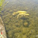 Stephen Carp Photo 7
