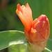 Ginger Bright Photo 24