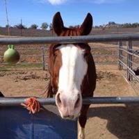 Bonnie Cain Photo 21