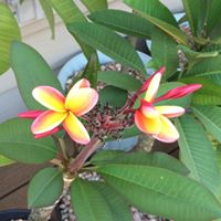 Michelle Sweat Photo 20