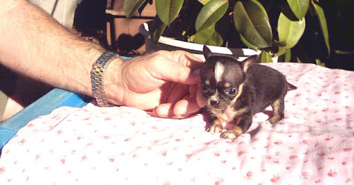 Susan Hebert Photo 34