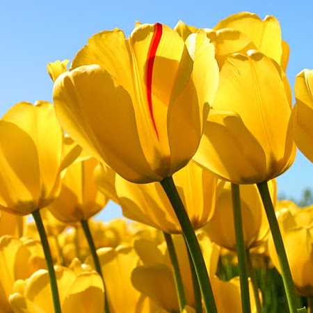 Tracy Clemons Photo 21