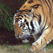 Mike Tiger Photo 30