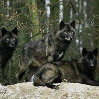 Crystal Wolf Photo 9