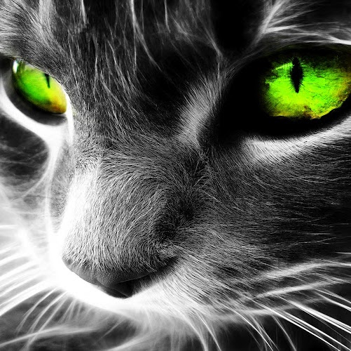 Thomas Adkins Photo 7