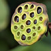 Gary Pod Photo 2