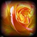 Fran Rose Photo 36