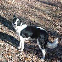 Diana Engle Photo 12