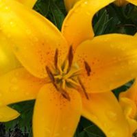 Suzanne Reese Photo 22