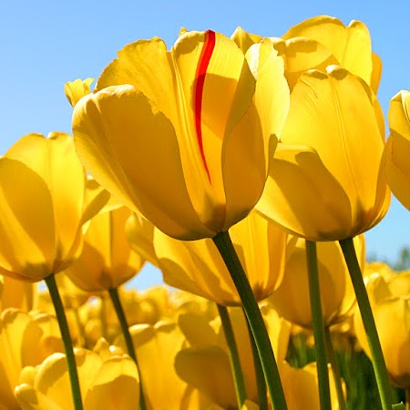 Teresa Sinclair Photo 8