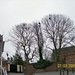 Mary Rooks Photo 20