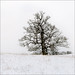 Sandra Weis Photo 25