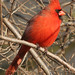 Dave Cardinal Photo 12