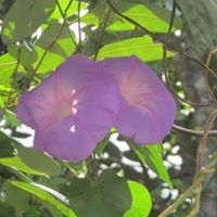 Judith Mcclure Photo 28
