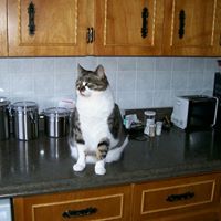 Marilyn Gibbons Photo 33