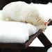 Gina Snow Photo 23