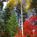 Jeannie Maple Photo 4