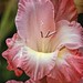 Tracy Flowers Photo 20