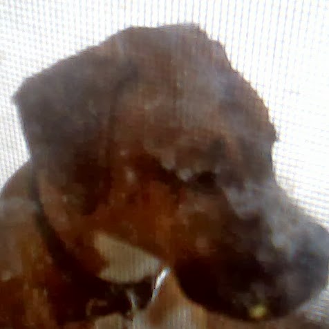 Anthony Dasilva Photo 18