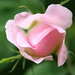 Kathy May Photo 14