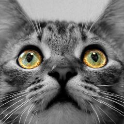 Susan Hogan Photo 34