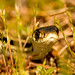 Peggy Grass Photo 10