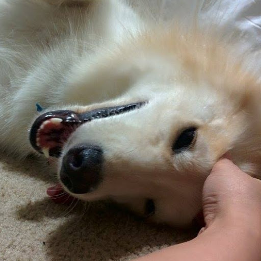 Morris Nguyen Photo 9