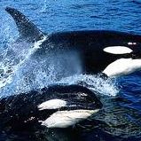 Jackie Cornelius Photo 20