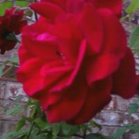 Joy Caudill Photo 15