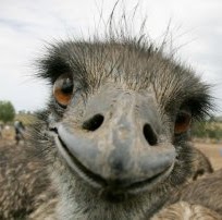 Stephen Cawley Photo 22