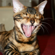 Sharon Shields Photo 31