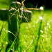 Frances Grass Photo 13