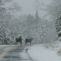 Cheryl Mccauley Photo 32