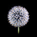 Sue Hight Photo 14