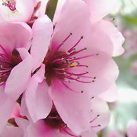 Kiara Alvarado Photo 17