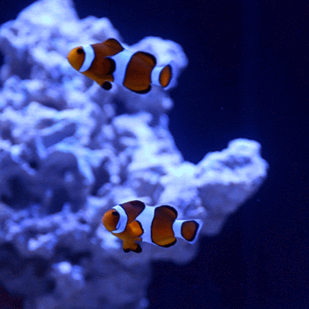 Charles Watts Photo 29 Charles Watts Photo 29