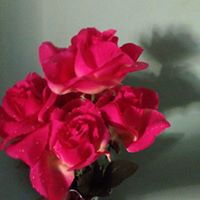 Michele Proulx Photo 1